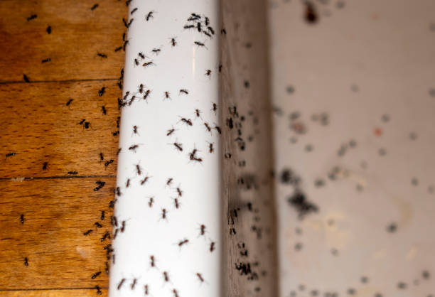 Best Wasp Removal Services  in Lake Of The Pines, CA